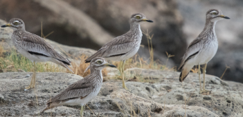 Millions of Migratory Birds Arrive in Ethiopia Each Year